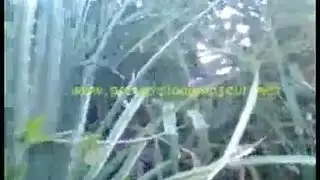 جنس مزرعة قاسي: نيك في العراء